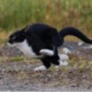 Profile photo of Mihai Busuioc